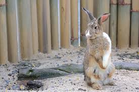 Attēlu rezultāti vaicājumam “Lepus sp.”