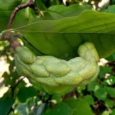 Attēlu rezultāti vaicājumam “Magnolia acuminata fruit”