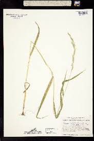 Attēlu rezultāti vaicājumam “Cinna latifolia leaf”