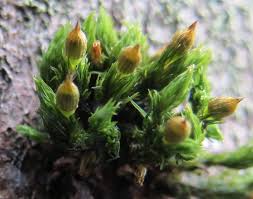 Attēlu rezultāti vaicājumam “Orthotrichum patens”