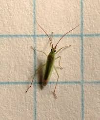 Attēlu rezultāti vaicājumam “Rhabdomiris striatellus imago”