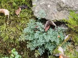 Attēlu rezultāti vaicājumam “Asplenium ruta-muraria”