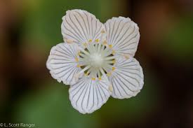 Attēlu rezultāti vaicājumam “Parnassiaceae”