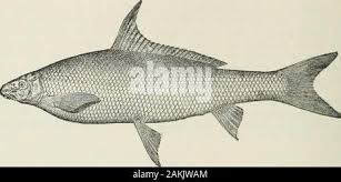 Image result for Carpiodes cyprinus