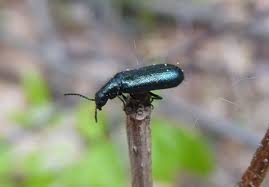 Attēlu rezultāti vaicājumam “Dasytes caeruleus”