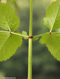 Attēlu rezultāti vaicājumam “Angelica sylvestris leaf”