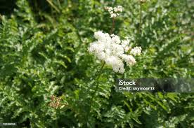 Attēlu rezultāti vaicājumam “Filipendula vulgaris flower”