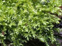 Attēlu rezultāti vaicājumam “Dicranella staphylina cells”