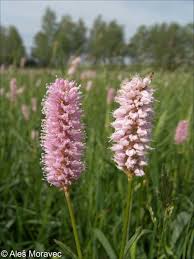 Attēlu rezultāti vaicājumam “Bistorta major”