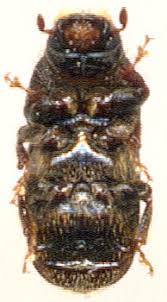 Attēlu rezultāti vaicājumam “Scolytus ratzeburgi”