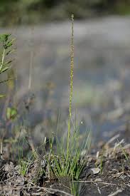 Attēlu rezultāti vaicājumam “Triglochin palustre fruit”