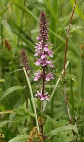 Attēlu rezultāti vaicājumam “Stachys palustris leaf”