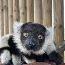 Attēlu rezultāti vaicājumam “Lycogala confusum young”