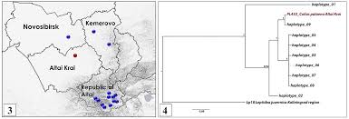 Attēlu rezultāti vaicājumam “Colias palaeno upperside”