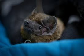 Attēlu rezultāti vaicājumam “Nyctalus noctula”