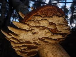 Attēlu rezultāti vaicājumam “Daedaleopsis confragosa”