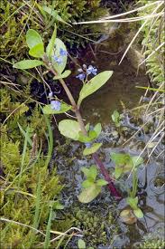Attēlu rezultāti vaicājumam “Veronica beccabunga”