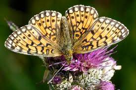 Attēlu rezultāti vaicājumam “Clossiana selene”