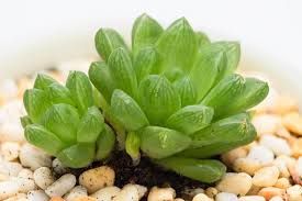 Image result for Haworthia