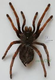 Attēlu rezultāti vaicājumam “Brachionycha nubeculosa”