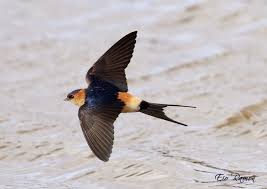 Image result for Cecropis daurica