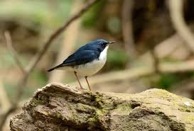 Image result for Luscinia cyane