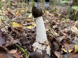 Attēlu rezultāti vaicājumam “Phallus impudicus”