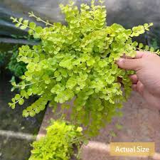 Image result for Lysimachia nummularia