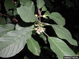 Attēlu rezultāti vaicājumam “Frangula alnus leaf”
