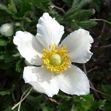 Attēlu rezultāti vaicājumam “Anemone sylvestris”