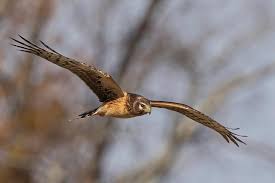 Image result for Ipswich Harriers