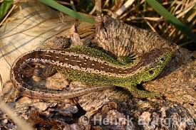 Attēlu rezultāti vaicājumam “Lacerta agilis male”