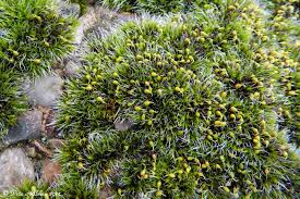 Attēlu rezultāti vaicājumam “Grimmia pulvinata sporophyte”