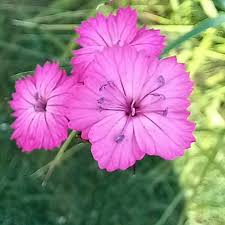Image result for Dianthus carthusianorum