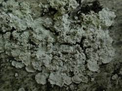 Attēlu rezultāti vaicājumam “Lepraria”