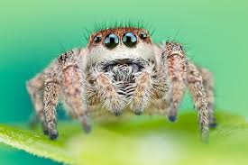 Image result for spider