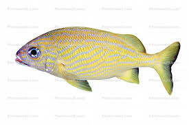 Image result for Haemulon flavolineatum