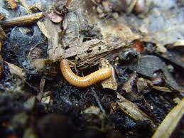 Attēlu rezultāti vaicājumam “Polyzonium germanicum”