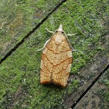 Attēlu rezultāti vaicājumam “Pandemis corylana”