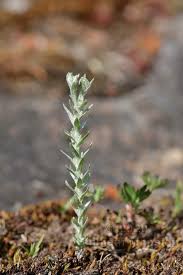 Attēlu rezultāti vaicājumam “Filago arvensis”