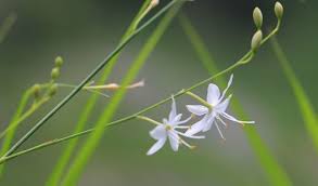 Attēlu rezultāti vaicājumam “Anthericum ramosum”