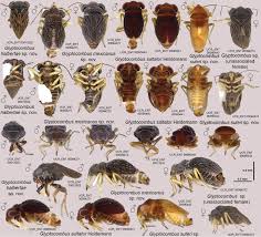 Attēlu rezultāti vaicājumam “Heteroptera”