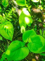 Attēlu rezultāti vaicājumam “Calla palustris leaf”