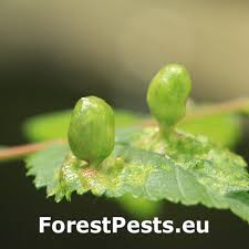 Attēlu rezultāti vaicājumam “Tetraneura ulmi”