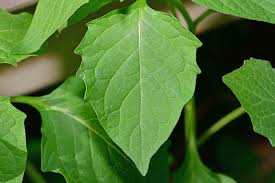 Attēlu rezultāti vaicājumam “Solanum nigrum leaf”