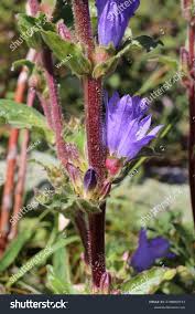 Attēlu rezultāti vaicājumam “Campanula cervicaria flower”