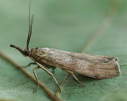 Attēlu rezultāti vaicājumam “Hypochalcia ahenella”