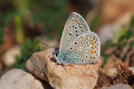 Attēlu rezultāti vaicājumam “Polyommatus icarus male”