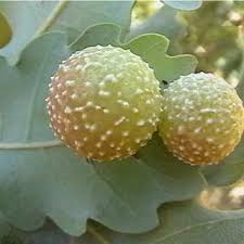 Attēlu rezultāti vaicājumam “Cynips quercusfolii”