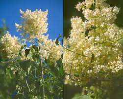 Attēlu rezultāti vaicājumam “Syringa reticulata subsp. amurensis”